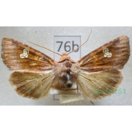 Amphipoea oculea (Linnaeus, 1761) Czech76b